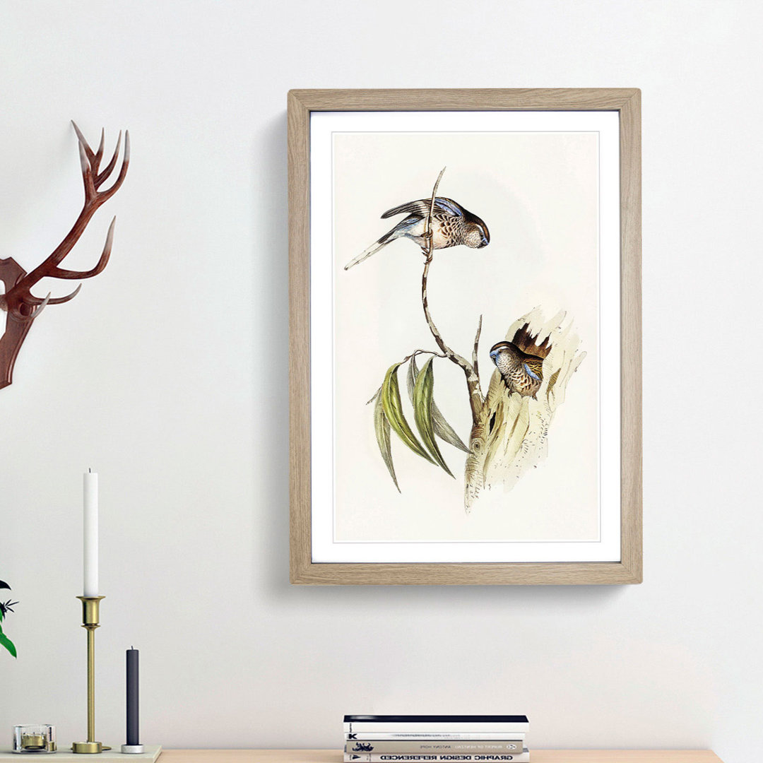 Bouke's Grass Parakeets by Elizabeth Gould - Picture Frame Painting Print