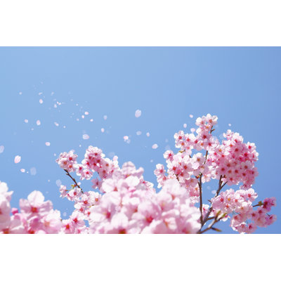 " Cherry Blossoms " by Azuki2021