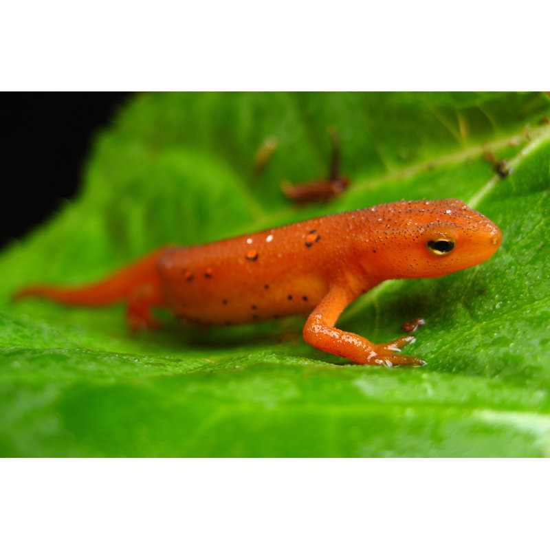 Red Salamander by Blissography - Wrapped Canvas Print, 81cm H x 122cm W