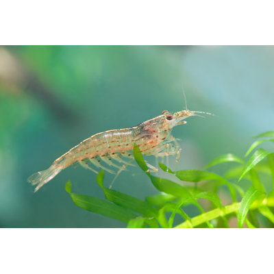 Amano by Kerkla - Wrapped Canvas Print