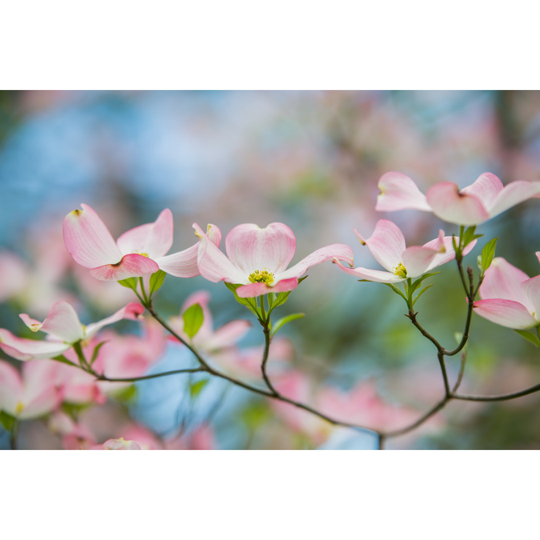 Leinwandbild Pink Dogwoods in Bloom with Blue Sky von Amy Kerk