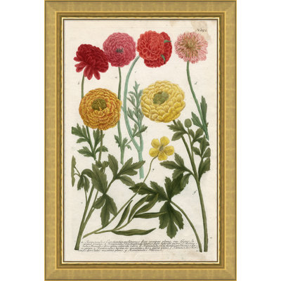 Weiman Ranunculous Giclee Print