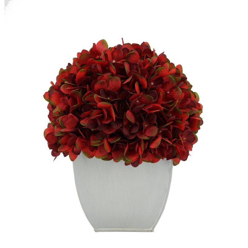 Arrangements floraux d'hortensias en pot, Bourgogne