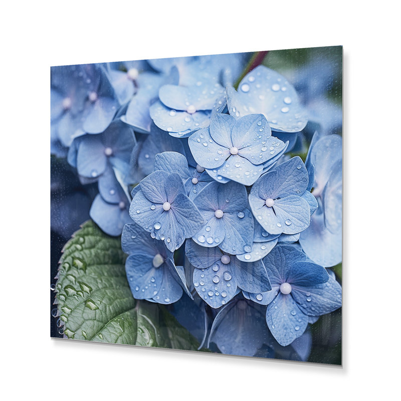 Hortensias bleues et vertes - impression sans cadre sur métal, H 36 po x l 36 po x P 1 po