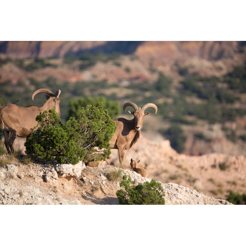 Barbary Sheep par Bdp Photo, H 12 po x l 18 po
