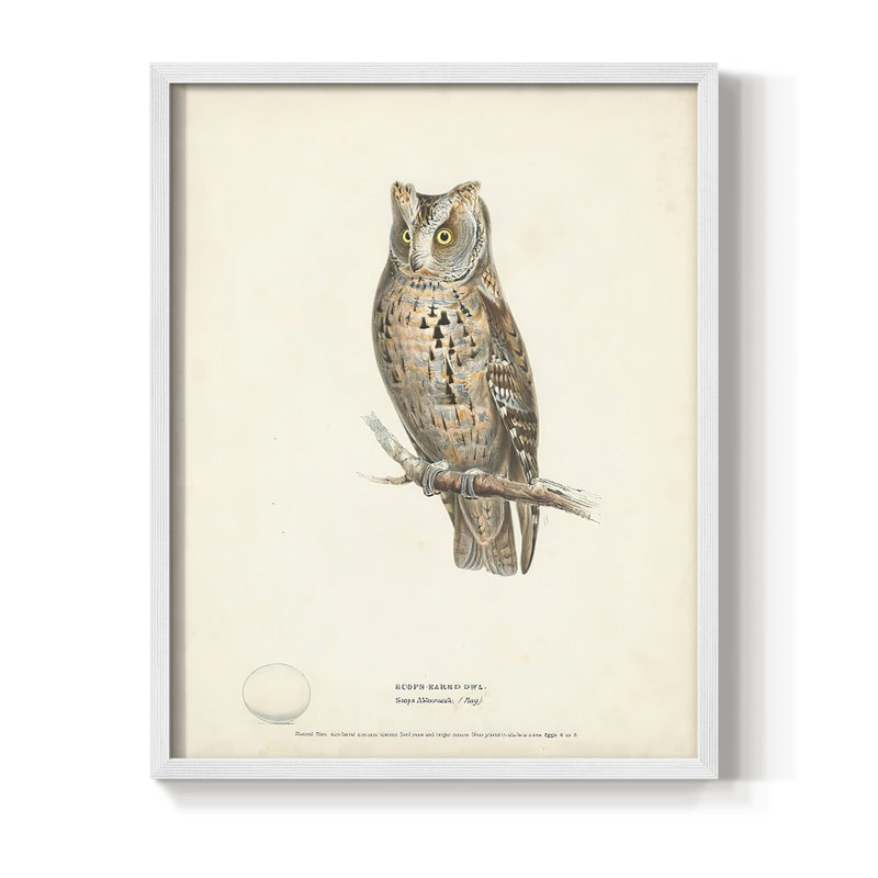Reproduction encadrée Scops Earl Owl - bois massif, Blanc, H 10 po x l 8 po