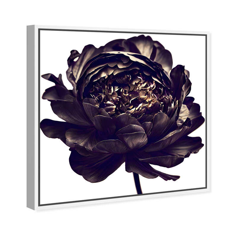 Pivoine noire - Impression sur toile, Cadre blanc, H 17 po x l 17 po