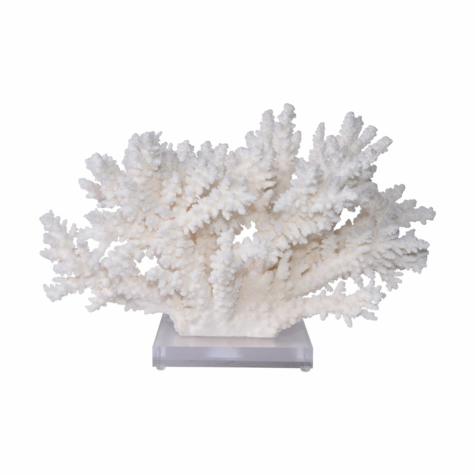 Branch Coral 20 Inch On Acrylic Base By Legends Of Asia - Ivy Home