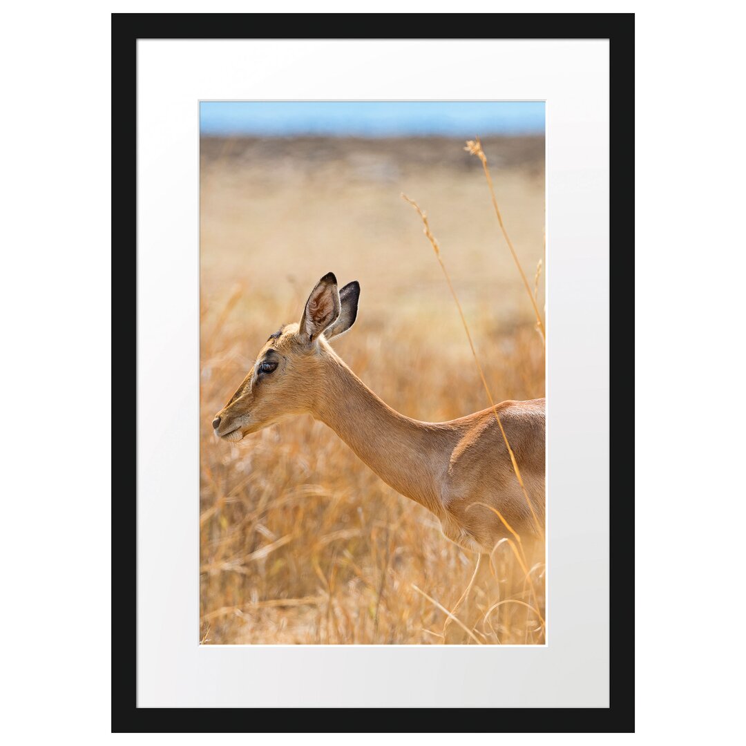 Gerahmtes Poster Gazelle im hohen Gras