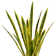 Panama 40" Snake Plant in Planter