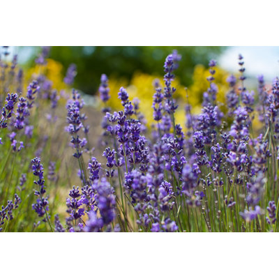 Close-up Of Lavender by Noblige - Wrapped Canvas Print