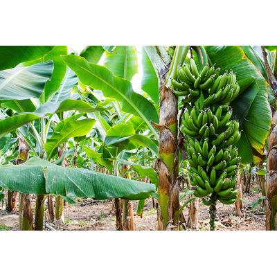 Aakilah Banana Trees - Wrapped Canvas Print