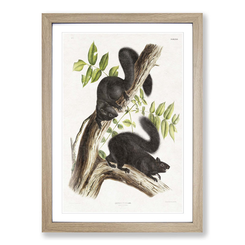 Black Squirrels by J.W. Audubon - Picture Frame Art Print, Oak Framed, 48cm H x 36cm W x 2cm D