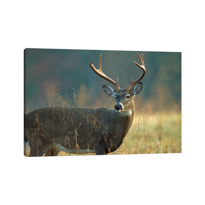 White-Tailed Deer Portrait, North America 1 Piece Wrapped Canvas Wall Art