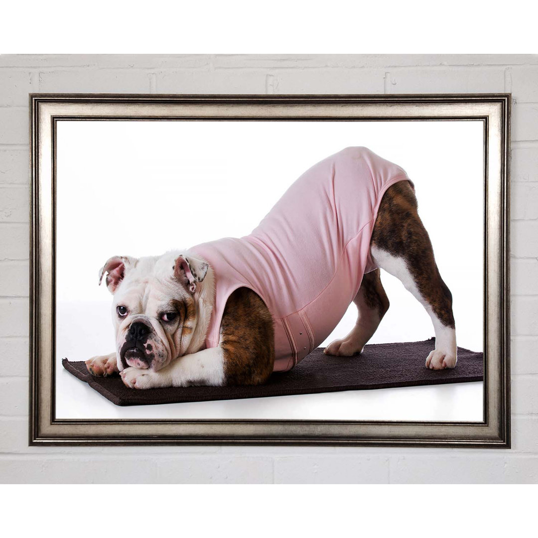 Gerahmtes Leinwandbild British Bulldog Yoga Stretch