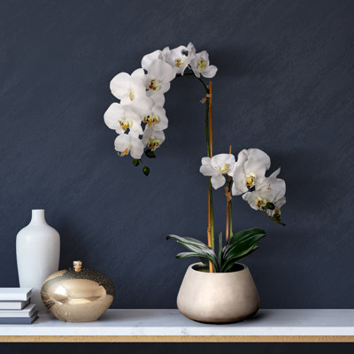 Arrangement in Pot