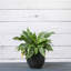 Ensemble de pots à fleurs 3 pièces-516122983