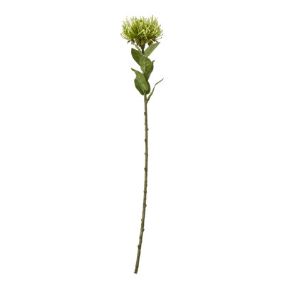 Anastasija Arrangement