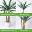 57 plantes