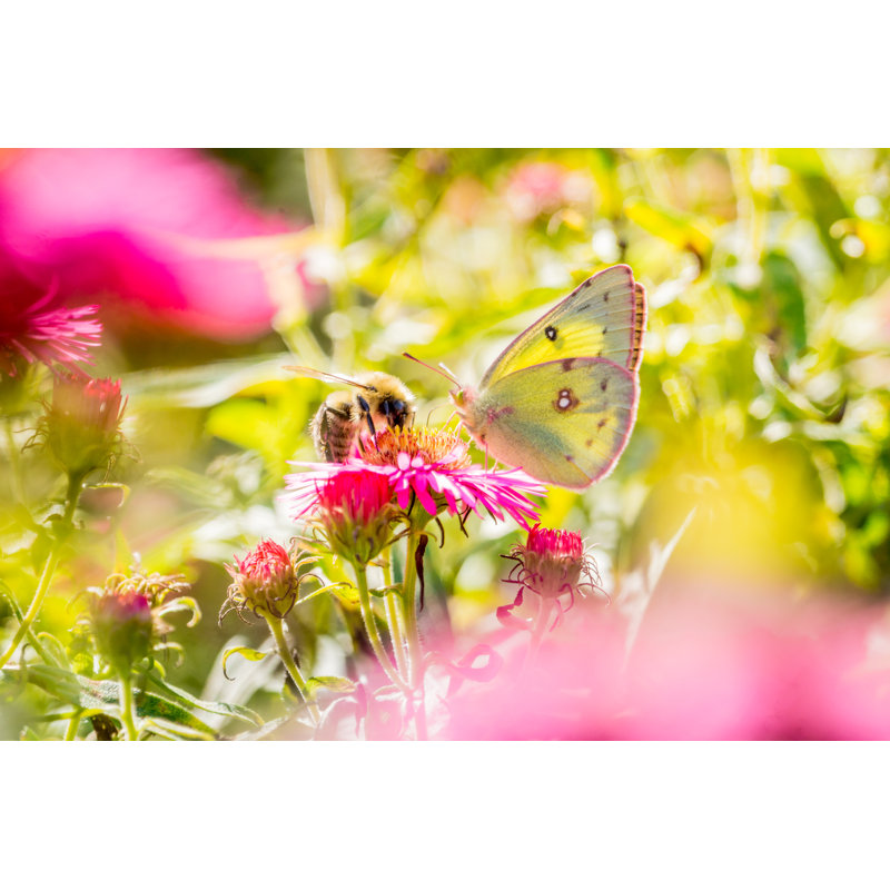 Butterfly lemon and pink aster 1 Piece Wall Art on Canvas, 51cm H x 76cm W