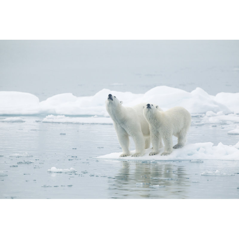 Two Polar Bears Standing On An Ice Floe - Wrapped Canvas Print, 81cm H x 122cm W