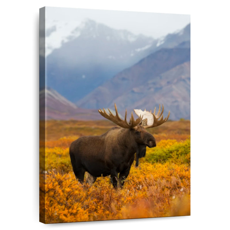 Brampt Moose In Pasture, 48" H x 32" W