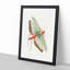 Egyptian Locust by George Shaw - Framed Print-55620811-55620807