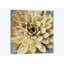 «Succulent II», impression sur toile-28627762-72446542-72446547