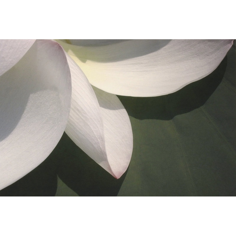 Lotus Detail IV - Wrapped Canvas Print, 30cm H x 46cm W