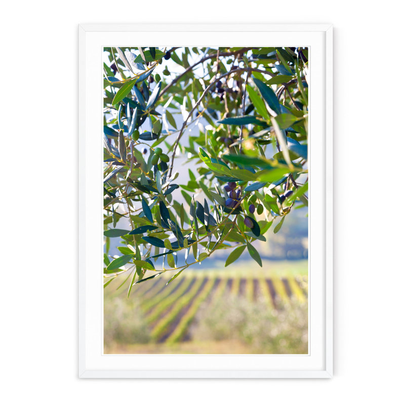 Olives and Vines - Picture Frame Photograph on Paper, 40" H x 28.5" W, White Framed