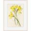 Daffodils 1 Print by Claudia Lowry-2118244554