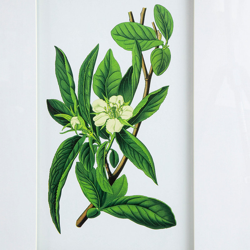Ensemble de 4 estampes botaniques murales, décoration pour salon, salle à manger, chambre à coucher, couloir