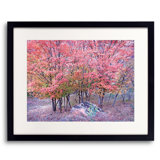 Autumn Maple Trees In Zion National Park Print by Bruce Heinemann