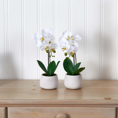 Orchid Arrangement in Planter
