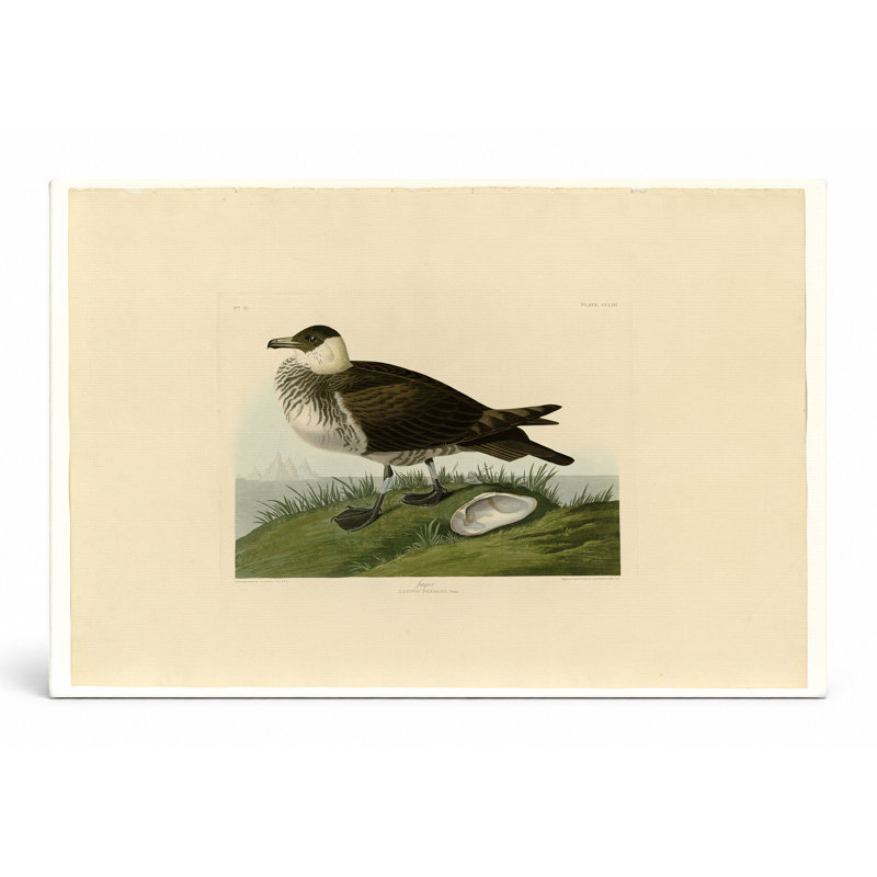 Jager, plaque 253 (Lestris Pomarinus) - art mural sur toile paysage, L 18 po x H 12 po