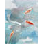 Koi Fish in Blue Water - Orange