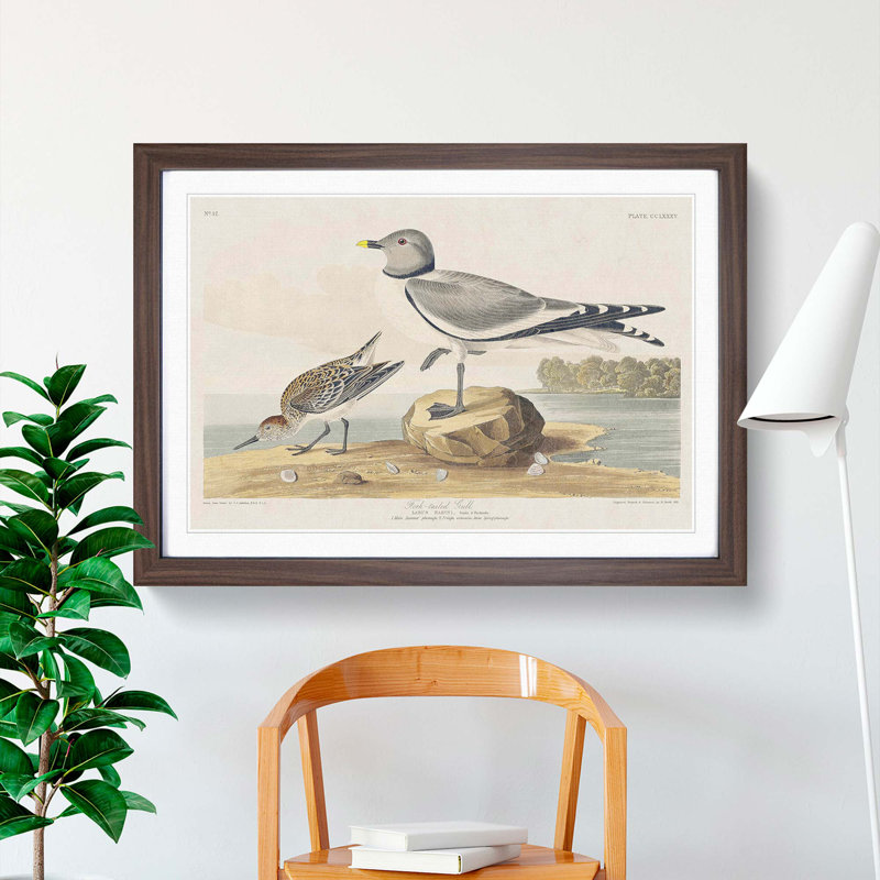 Fork-Tailed Gull by John Audubon - Picture Frame Painting Print, Walnut Framed, 27cm H x 36cm W x 2cm D