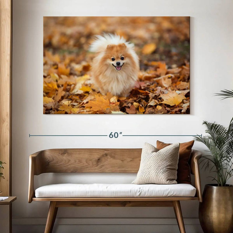 Spitz allemand Brampt sur une promenade d'automne, H 34 po x l 51 po