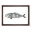 Pilot Mackerel Fish by George Shaw - Framed Print-55616669-55616673