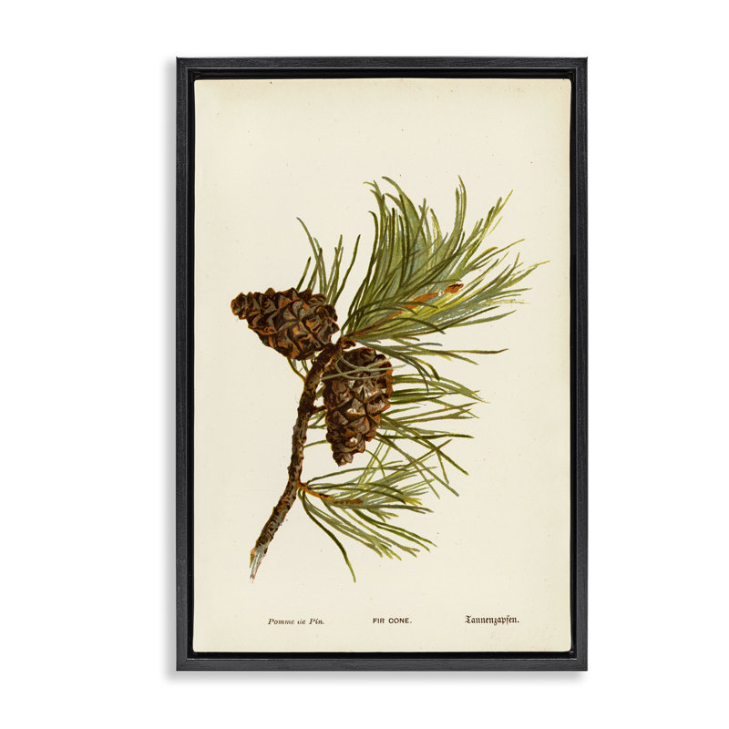  Toile conique de sapin par Tina Higgins Designs, Inc., Cadre flottant noir de jais, H 25 po x l 17 po