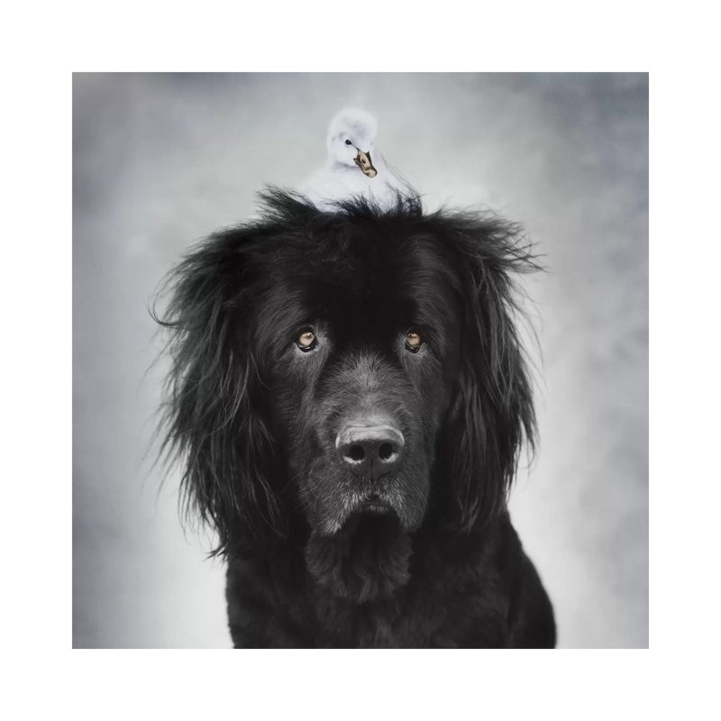 George And Hugo by Rachael Hale - Print on Canvas, Wrapped Canvas, 30.48 cm H x 30.48 cm W