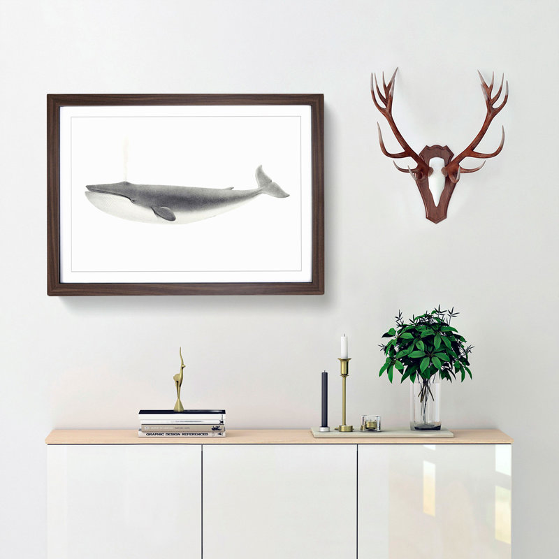 Blue Whale by C.M. Scammon - Framed Print, 35cm H x 50cm W x 2cm D, Walnut