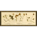 Pressed Botanical 14 Print