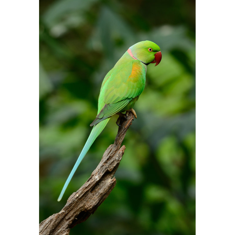 Alexandrine Parakeet by Cowboy5437 - Wrapped Canvas Print, 46cm H x 30cm W