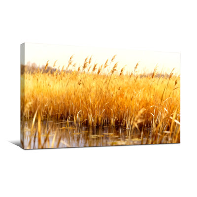 Plants &Flowers Reeds Reflecting In Water Light