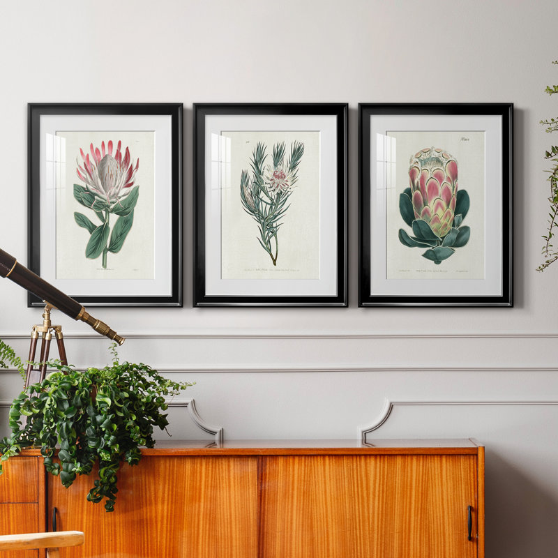 Protea N13 - Ensemble de 3 reproductions d'art, Papier encadré noir, H 22,5 po x l 91,5 po x P 1,5 po