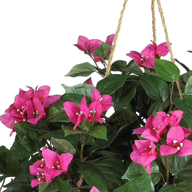 Bougainvillea Hanging Basket Arrangement in Basket