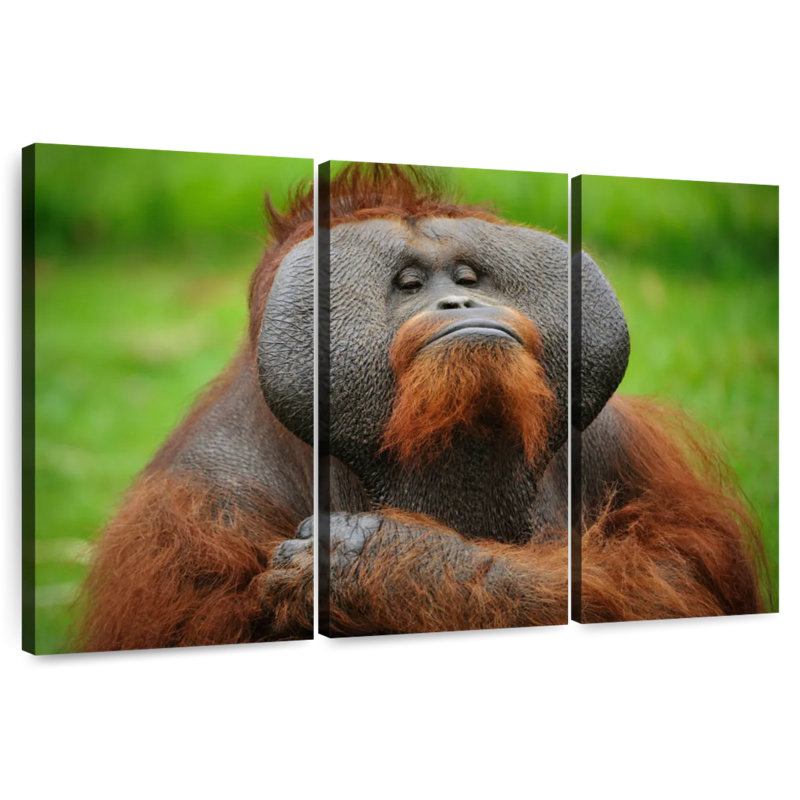 Orang-outan autoritaire, H 20 po x l 33 po