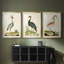Heron Portrait I - Impression personnalisée de qualité supérieure avec passe-partout - 3 pièces-490649564-490649563