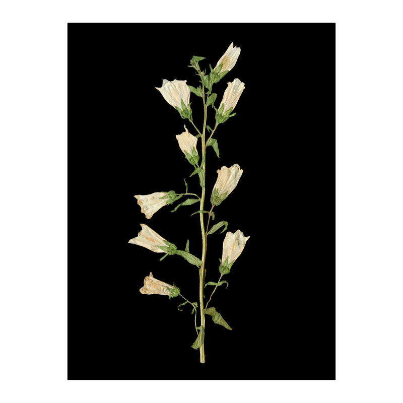 Pressed Botanical Giclees On Black Set by Sandy Whitaker, Antique Gold, 42.5" H x 51.75" W